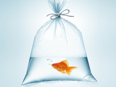 bagsfish.jpg